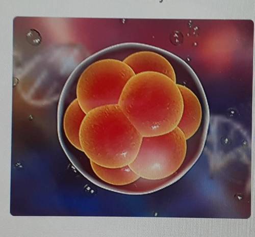 Subject : Science

please help will give brainliest The photo shows an animal embryo.Which two act