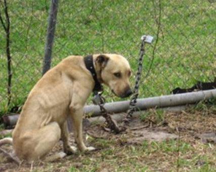 If you have a dog or have seen a dog tied up on a chain please set him/her free :)

If it's illega