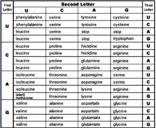 Will mark brainliest and give extra points! No links!

Use the amino acid chart to translate the m