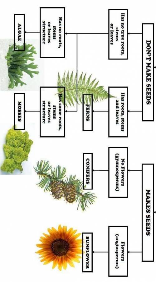HELP PLEAS

Assignment
The Plant Kingdom Diagram
For this assessment, you will identify plant examp