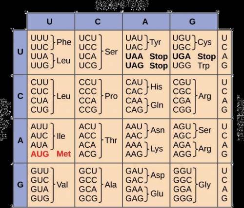A template strand of DNA in a gene reads:

TCT CCA AGC 5
Using the codon chart below, what is the
