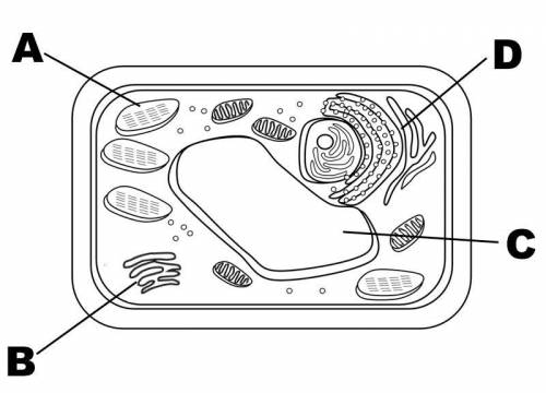 What structure represents the Golgi body of the cell?
Choose 1