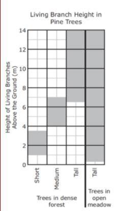 No links please :(

Look at the graph to answer the questions.
1. If you are a medium tree in the