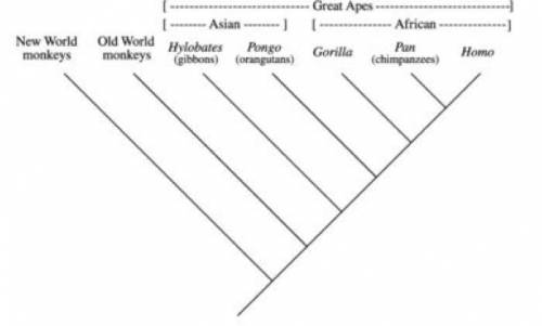 Evolutionary Biology- Below is a phylogeny of primates, including humans. Using this phylogeny, exp
