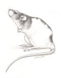 This is a drawing of my rat Zoe i miss her but he died from tumor so he had to be put dowen, :*(