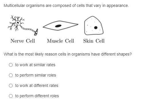 Multicellular organisms are composed of cells that vary in appearance.

What is the most likely re