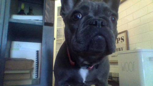 R8 my doggo. her name is ellie and she's a french bulldog