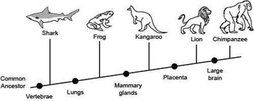 The following diagram shows the branching tree diagram for some animals.

(Image below)Which two o