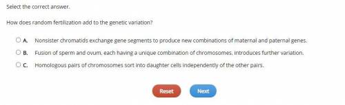 How does random fertilization add to the genetic variation?