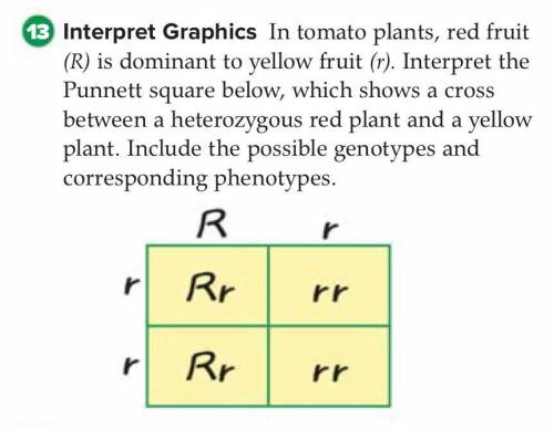 In tomato plants, red fruit (R) is dominant to yellow fruit (r). Interpret the Punnett square below