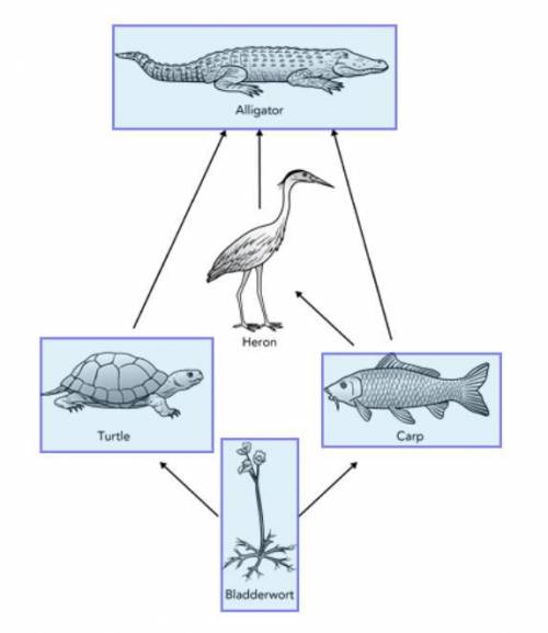 In the Everglades, a heron has relationships of predation with different organisms. Choose the orga
