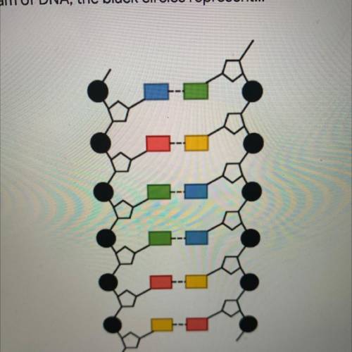 DNA & Chromosomes

5. In this diagram of DNA, the black circles represent..
O
Sugar
Phosphate