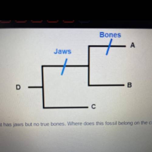 Consider the generalized cladogram of fish.

A fossilized fish is found that has jaws but no true