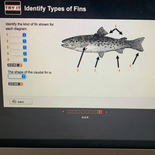 Identify the kind of fin shown for

each diagram.
1
2
3
4
5
DONE
2
3
The shape of the caudal fin i