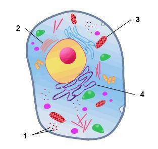 The diagram below shows the structures of an animal cell.

What is structure 3, and how does it he