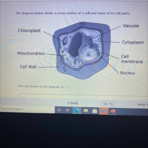 The cell shown in the diagram is ?