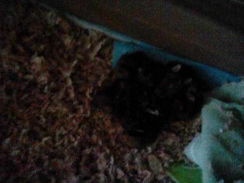 My dad just came home with 8 baby bunnies. very bad photo