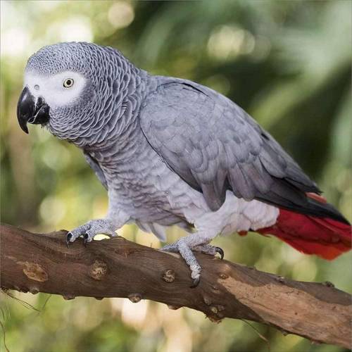 What type of bird is this?
A. African Grey Parrot
B. Red Bird
C. Gorilla