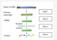 PLEASE HELP ASAP

Use the diagram representing the typical steps in gene expression and protein fo