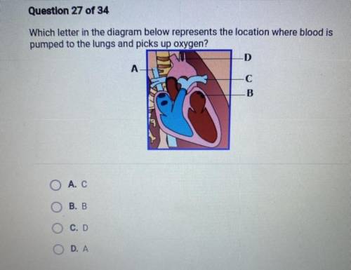 PLEASE PLEASE HELP !!

Which letter in the diagram below represents the location where blood is pu
