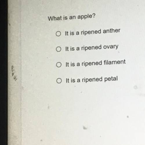 What is an apple???
Please help me