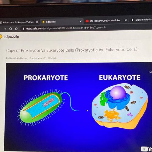 What are the two major types of cells?

A. DNA and Nucleus
B. Prokaryotic and Eukaryotic
C. Multi