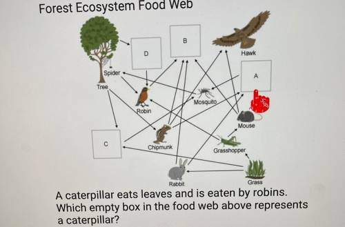 Rabbit

A caterpillar eats leaves and is eaten by robins.
Which empty box in the food web above re