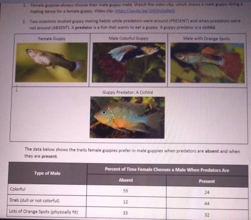 Explain by a CER why female guppies prefer certain male traits when predators are absent or present