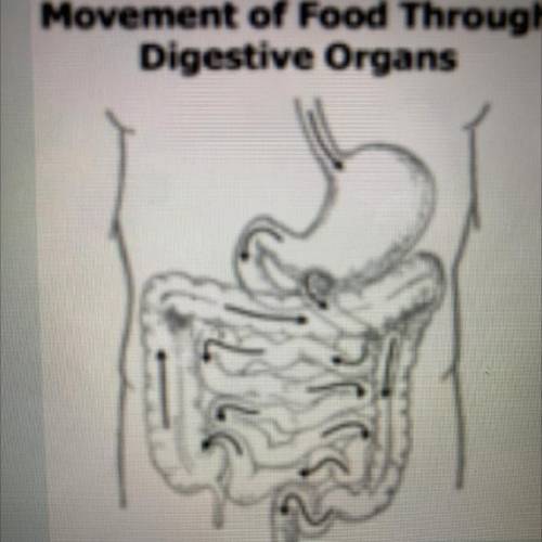 The diagram shows the movement of food through the digestive organs. Which factor best

explains w