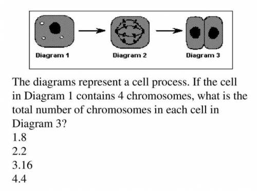 The diagram represent a cell process. if the diagram 1 contains 4 chromosomes, what is the total nu