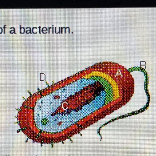 Consider the diagram of the basic structure of a bacterium.

Which of the labeled structures in th