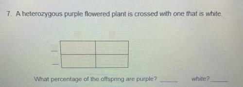 A heterozygous purple flowered plants is crossed with one that is while.