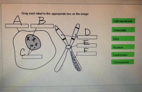 This is for BioMed please help- which boxes do the words on the side go?
