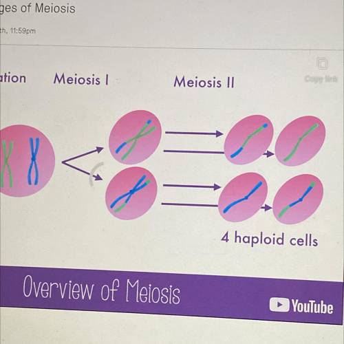 Meiosis creates
A. 2 daughter cells
B. 4 gametes