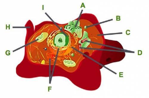 Consider this animal cell.

Which organelles are labeled D, and what is one feature that distingui