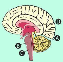 Which of the following areas shows the location of the medulla oblongata? (3 points)

The image de