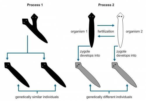 (PLZ HELP )Planarian, a species of flatworm, reproduces by two methods. Study the diagram, and use