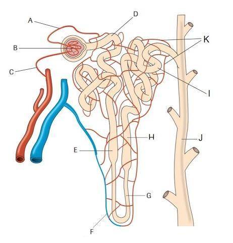 Match the correct letters:

Walls are impermeable to water:___ 
Site of filtration:___ 
Contains r