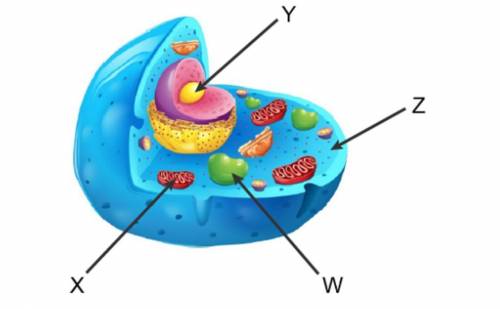 Which organelle is shown by X