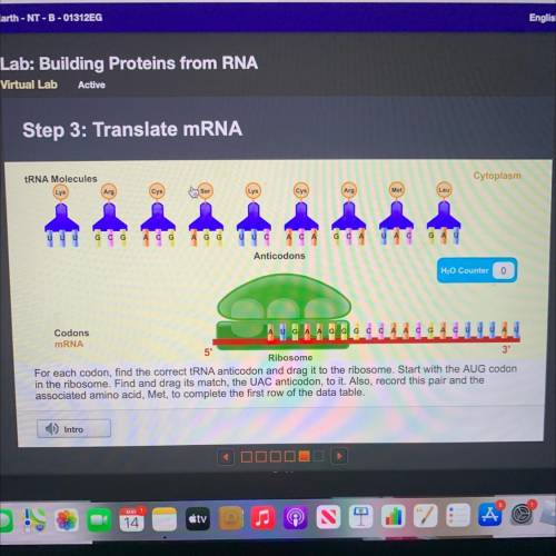 HELP GIVING 40 points plz tRNA Molecules

Cytoplasm
Arg
Arg
Met
Leu
G C
CG
Anticodons
H2