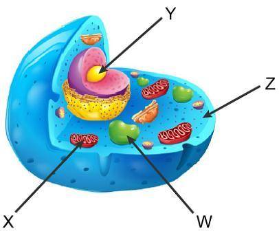 What type of cell is shown below?