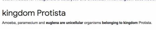 A euglenoid is eukaryotic and unicellular. Which kingdom does it belong in?