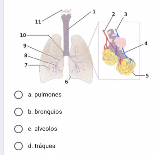 ¿Que parte del sistema respiratorio señala el número 5?