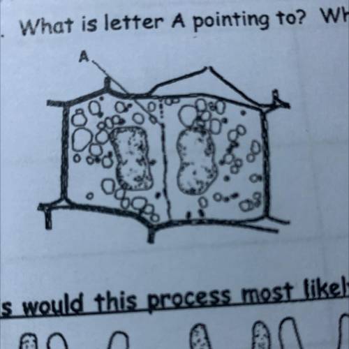 Look at the picture below. What is Letter A pointing to? ￼ what will the cell part eventually becom