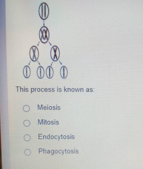Whats a cellular process that occurs in organisms​