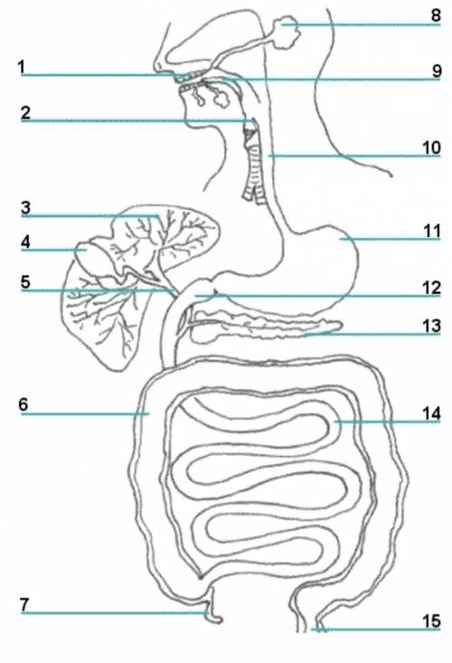 Label the following and list the function for the structures (omit #5 & 12):