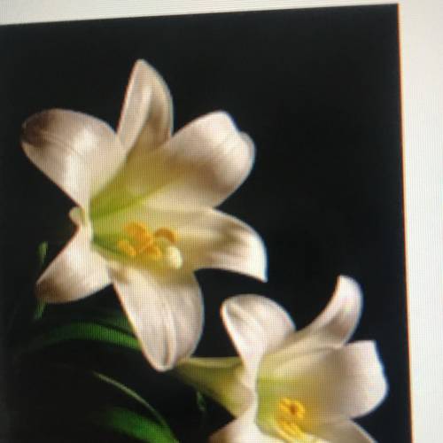 Which of the following types of lily is shown in the photograph?

O Peruvian
O Trumpet
O Flamingo
