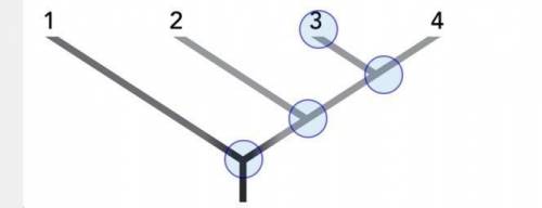 In this outline of a cladogram, the numbers 1 to 4 each represent a species.

Which part of the cl