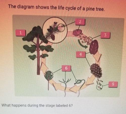 The diagram shows the life cycle of a pine tree. ​