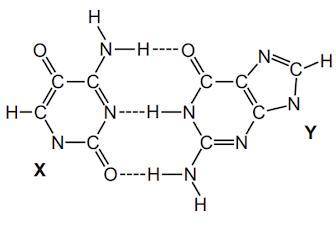 The diagram below shows two bases, X and Y, joined by hydrogen bonds in DNA. X represents _________